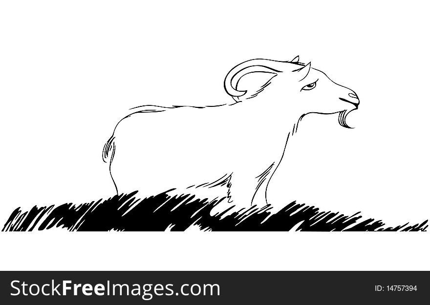 Illustration of goat on pasture. White background