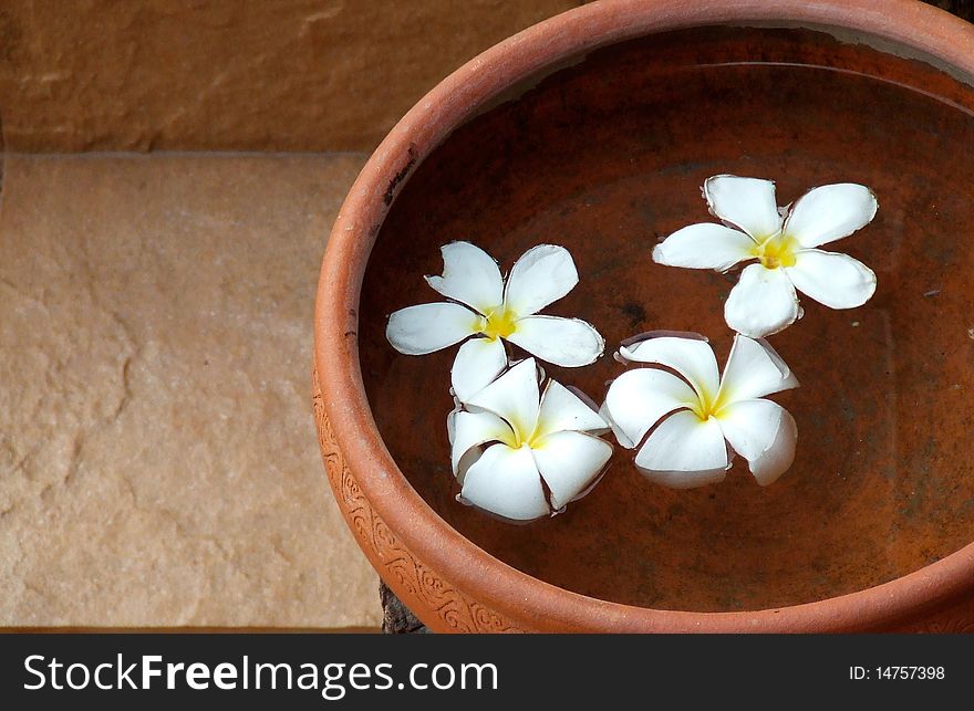 Plumeria flowers in terracotta pots. Plumeria flowers in terracotta pots