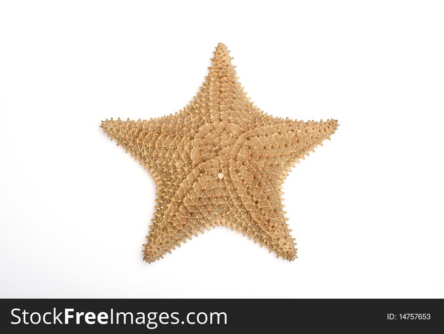 Close up photo of a starfish. Close up photo of a starfish