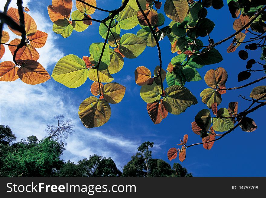 Beautiful  leaf against sky, Thailand