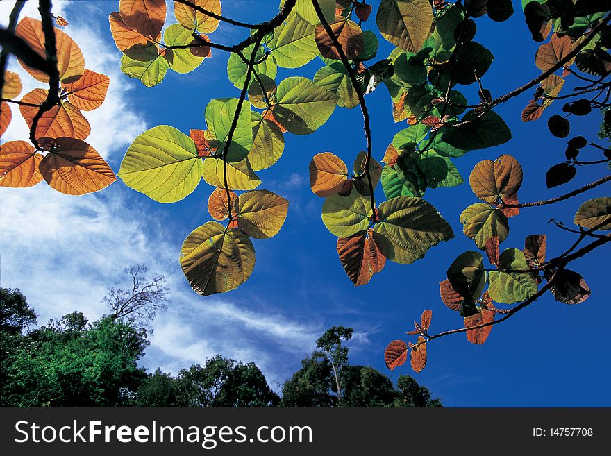 Beautiful  leaf against sky