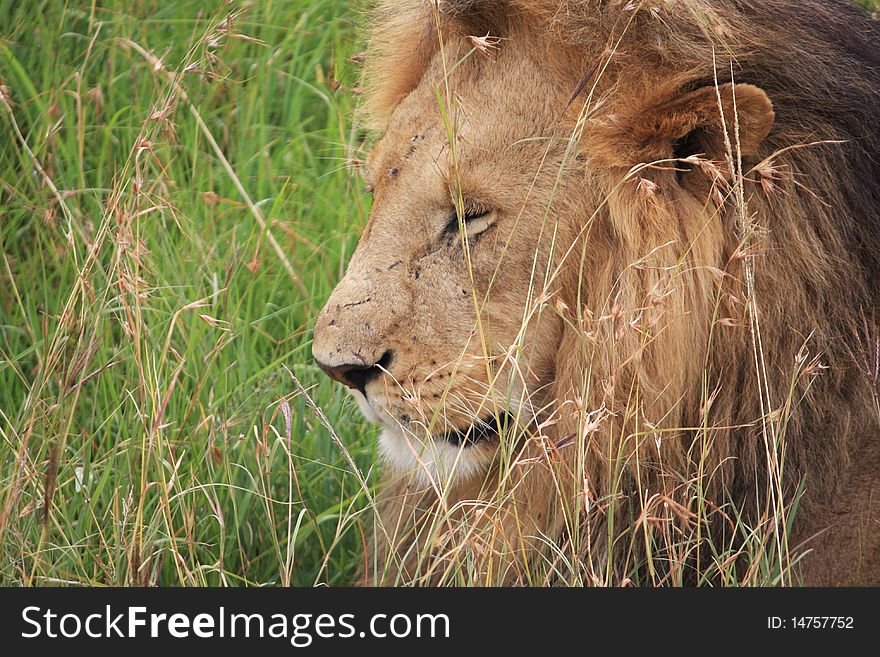This mighty lion gently thinks, as he whiles away a few moments in the African scrubland in Kenya. This mighty lion gently thinks, as he whiles away a few moments in the African scrubland in Kenya.