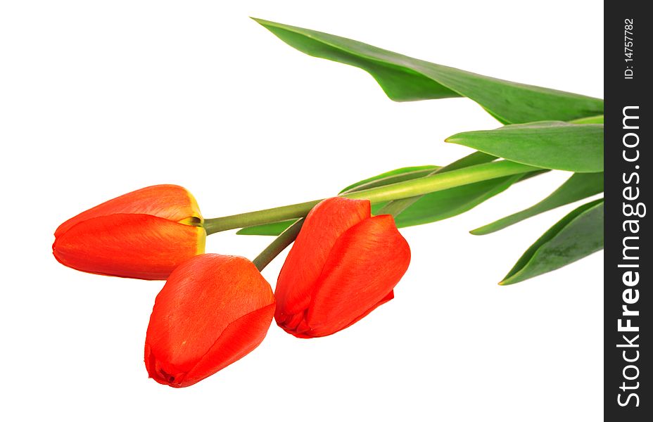 Three red tulips isolated on white background