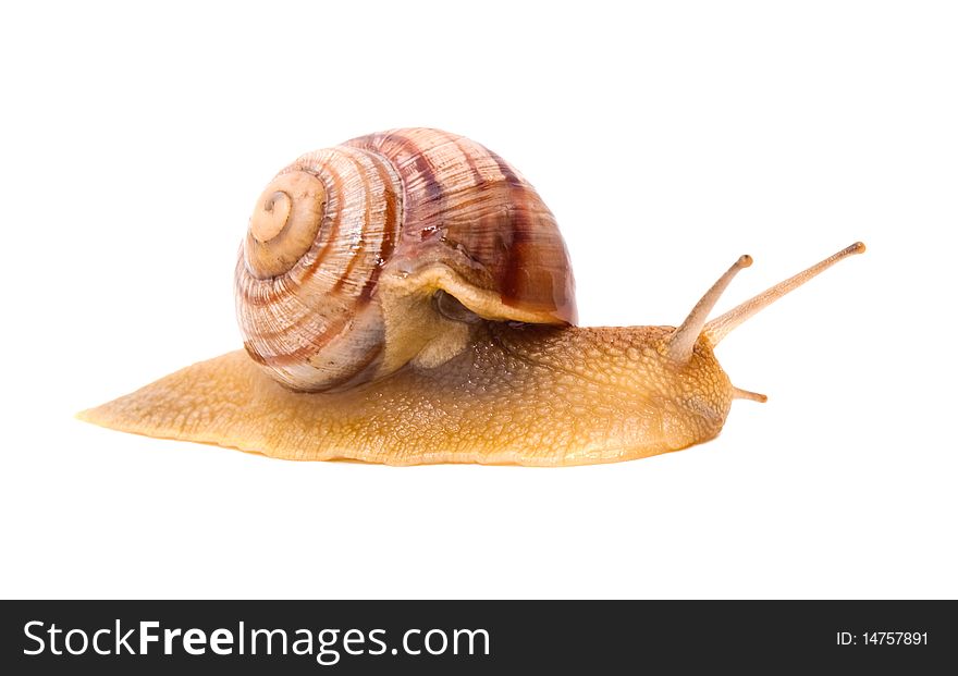Small creeping snail on a white background