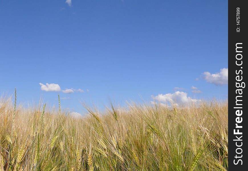 Barley field in summer with blue sky
