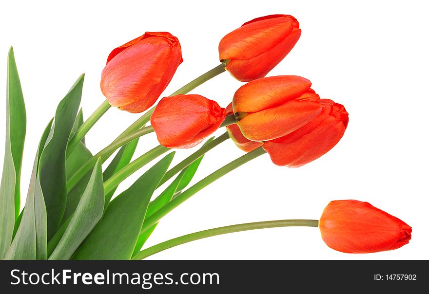 Red tulips isolated on white background