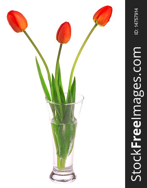 Three red tulips isolated on white background
