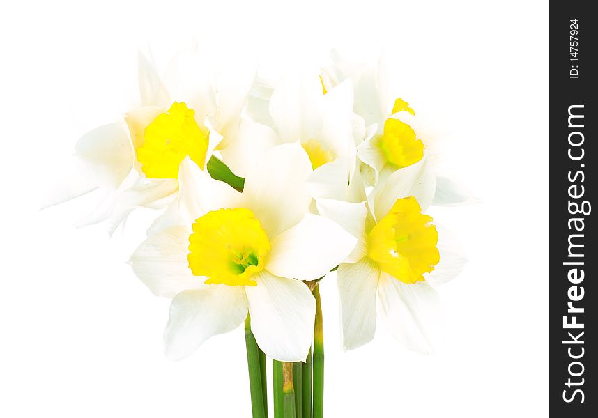 White Narcissus