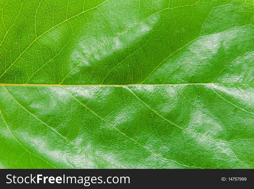 Natural background of the young green leaf