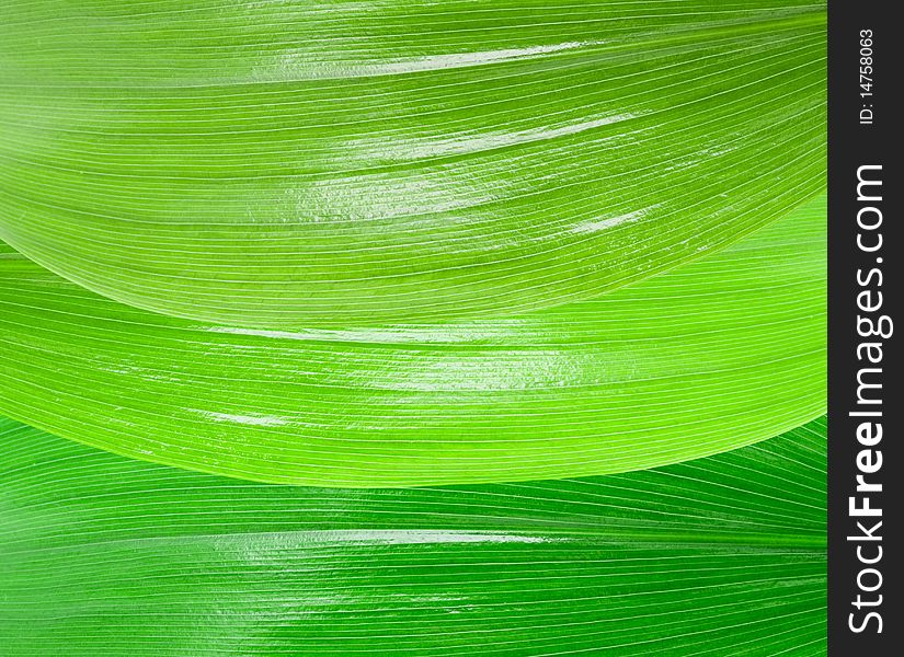 Background Of The Young Green Leaves