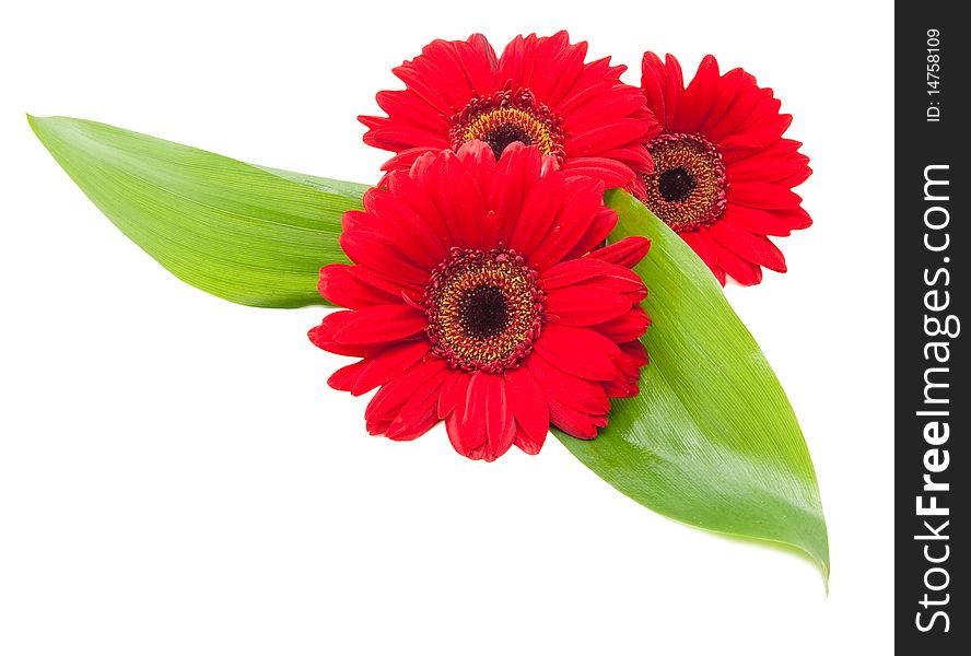 Red gerbera flowers with green leaves on a white background