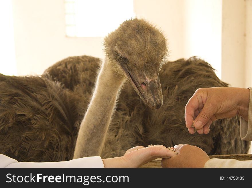 Two hands feed an ostrich with bran in an open-air cage. Two hands feed an ostrich with bran in an open-air cage