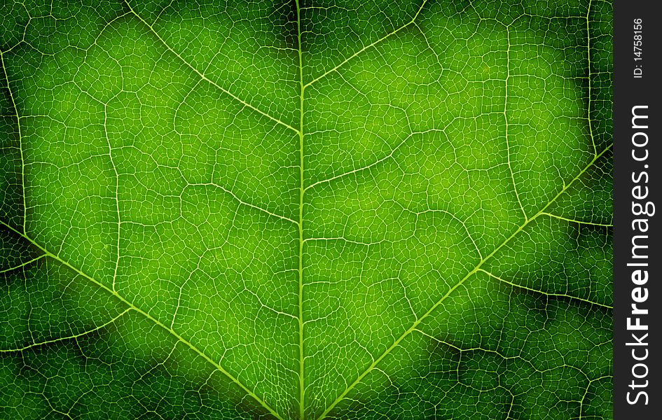 Heart shape on a green leaf texture, close up