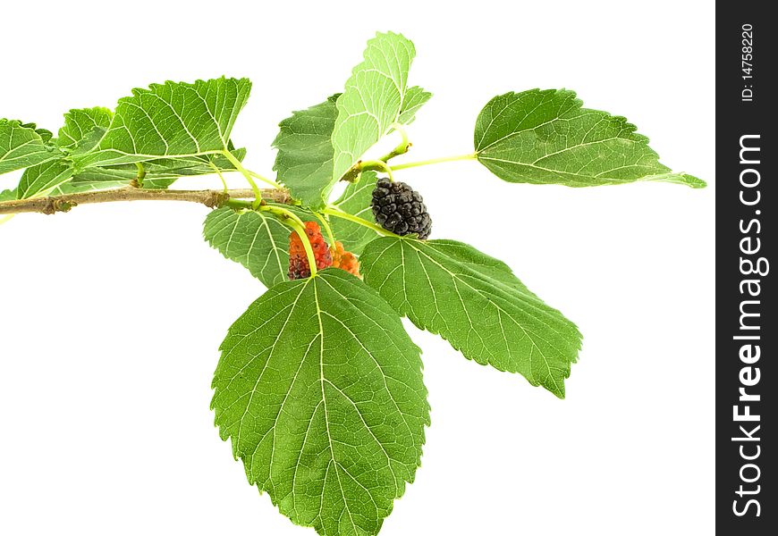 Harvest of the ripe mulberry on branch with green sheet