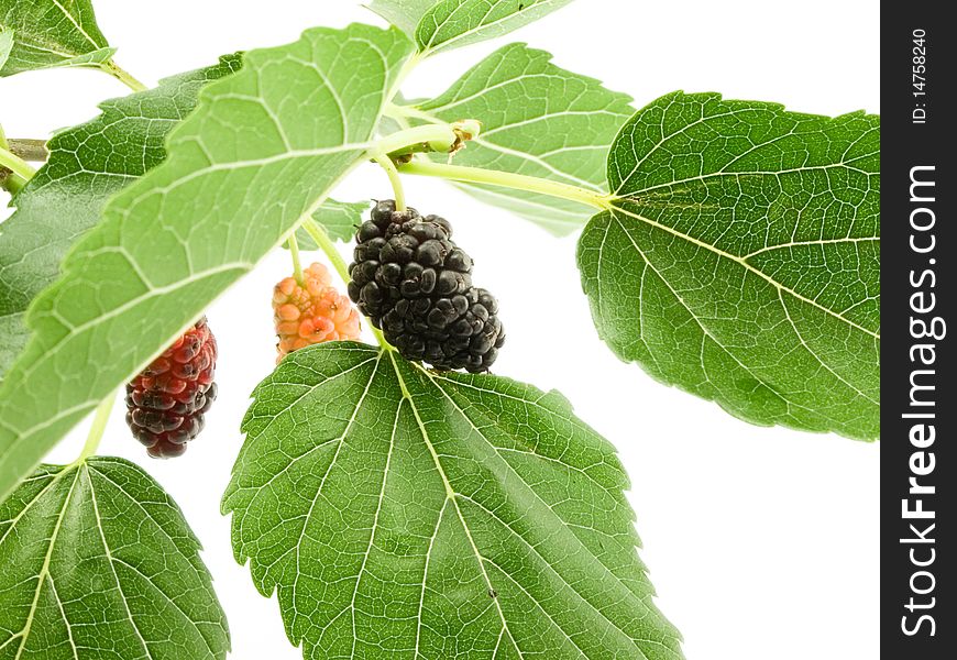 Berry of the mulberry skim close-up on background sheet