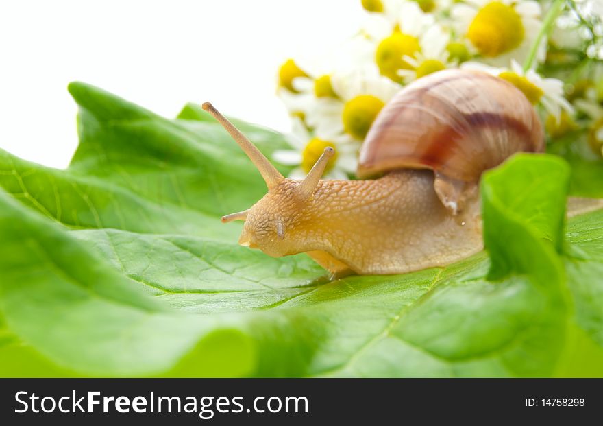 Snail creeping on leaf with a bouquet of camomiles. Snail creeping on leaf with a bouquet of camomiles