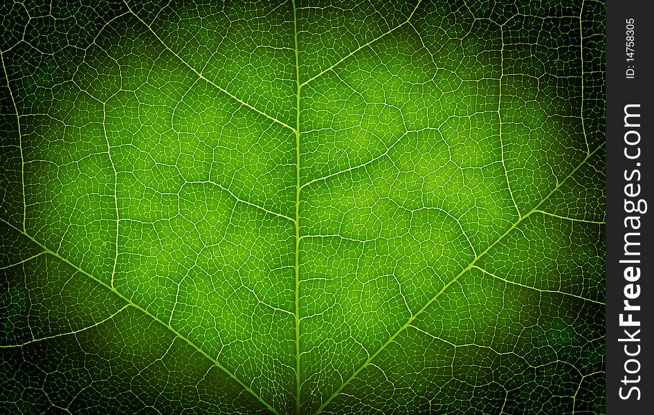 Heart shape on a green leaf texture, close up