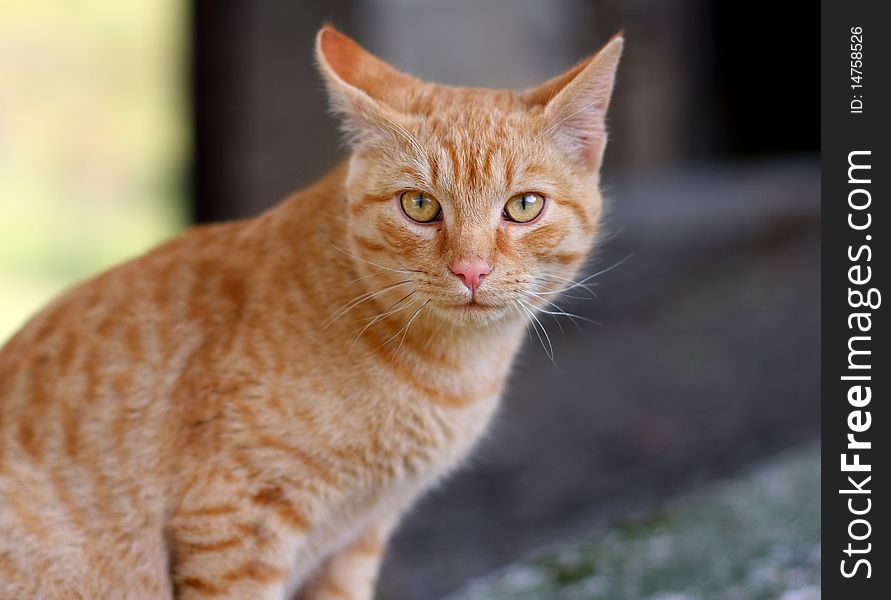 A house cat looking in camera and ready to jump