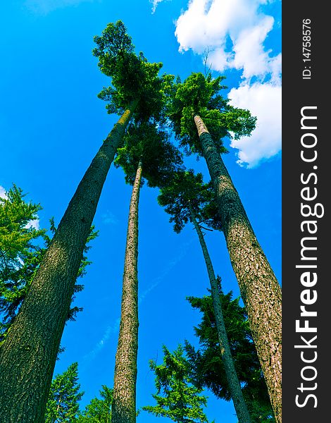 Tree canopy in spring time