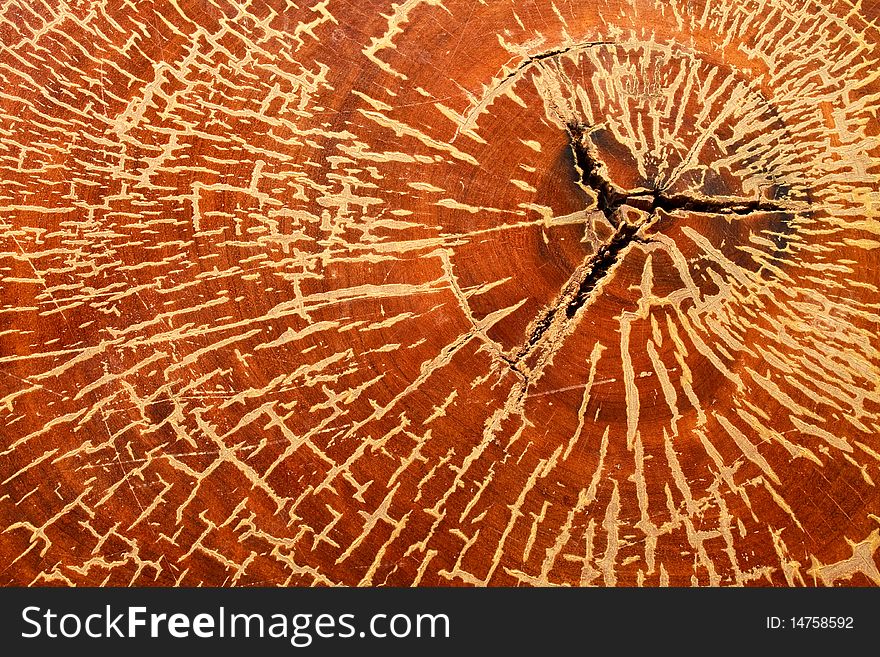 Wooden texture. It is use as a background. Wooden texture. It is use as a background.