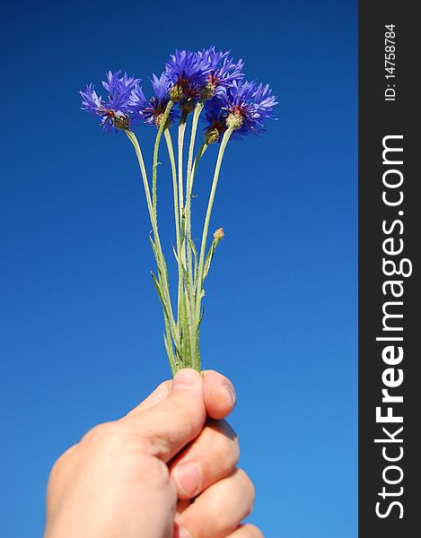 A bouquet of cornflowers held in hand against blue sky