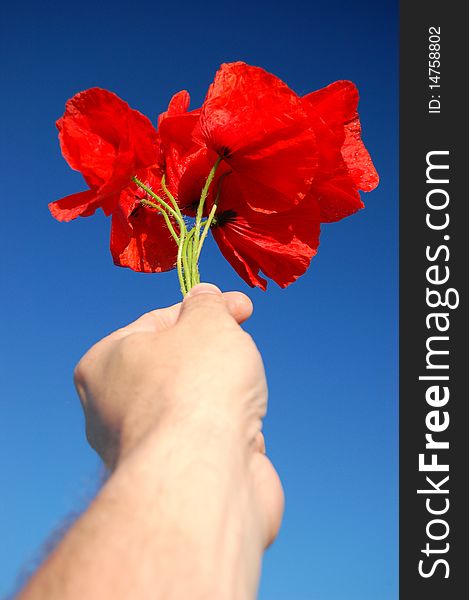 A bouquet of poppy seed flowers held in hand against blue sky