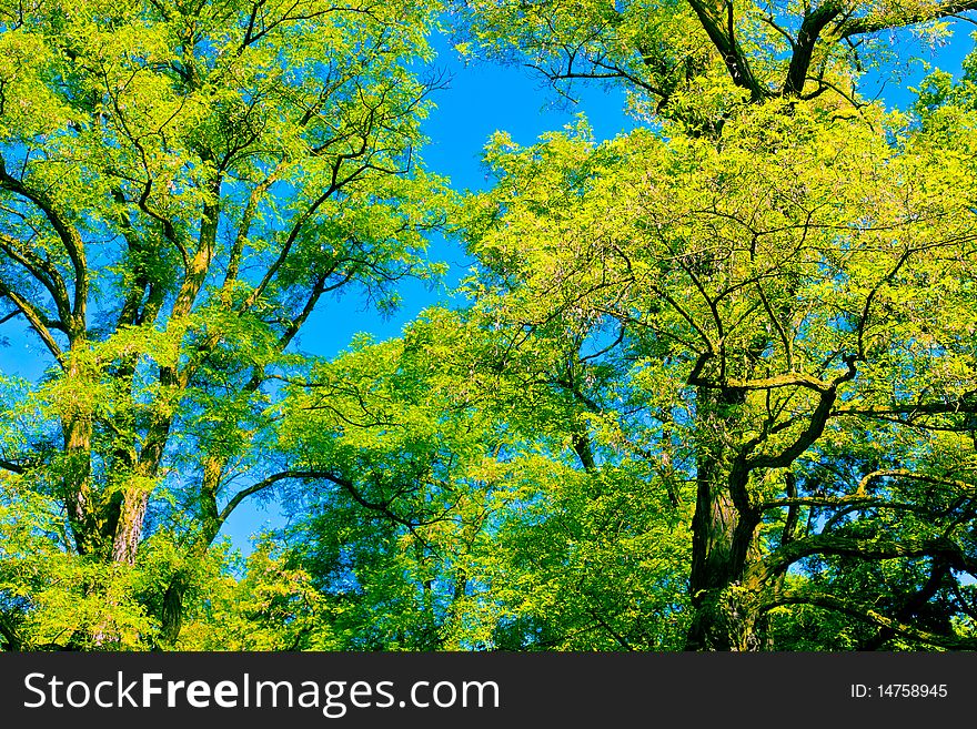 Tree canopy in spring time