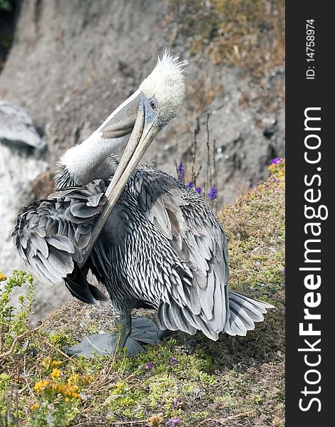 On the side of the hill, tihs Pelican was cleaning itself. On the side of the hill, tihs Pelican was cleaning itself.