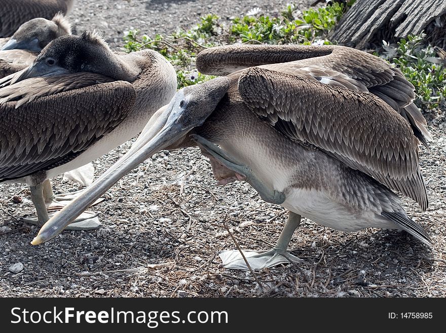 Seems this Pelican had a tight neck and was getting the kink out. Seems this Pelican had a tight neck and was getting the kink out.