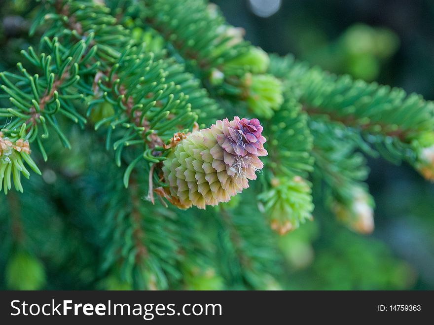 A fir cone in the fir tree.