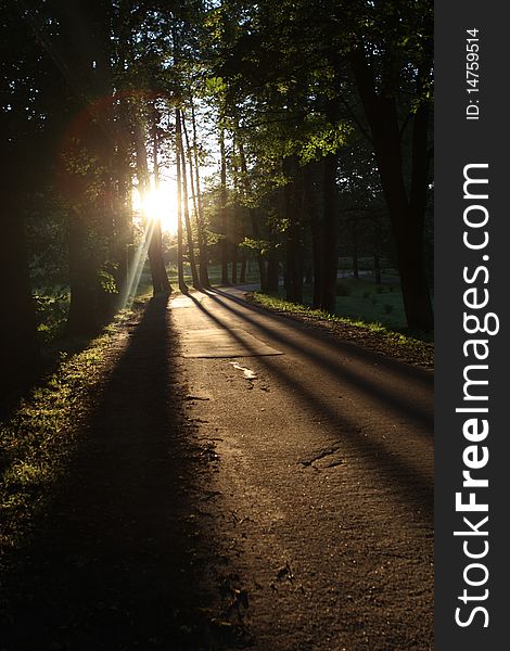 Tree valley before sunset in Riga