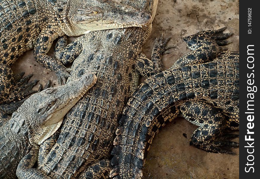 Bunch of dangerous crocodiles laying in the mud