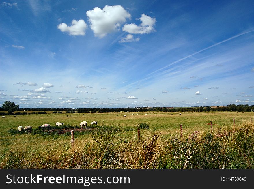 Sheep grazing in a field in English countryside on a summer afternoon. Sheep grazing in a field in English countryside on a summer afternoon.