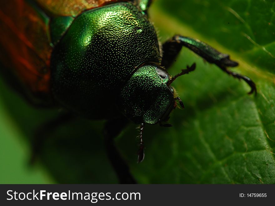 Closeup of a beetle on a leaf.