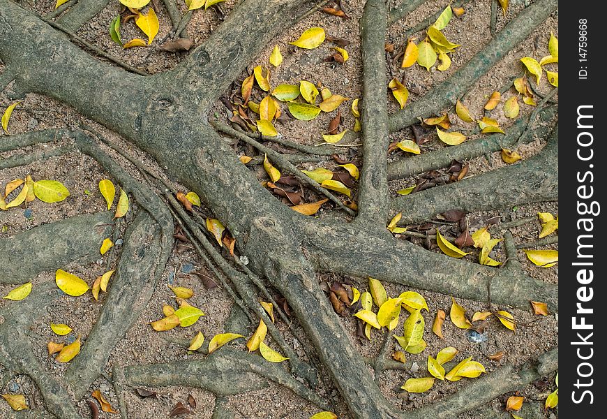 Roots And Leafs On The Ground