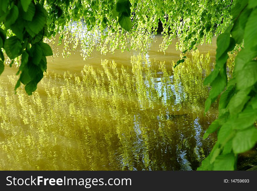 Tree leaves reflecting on the water. Tree leaves reflecting on the water