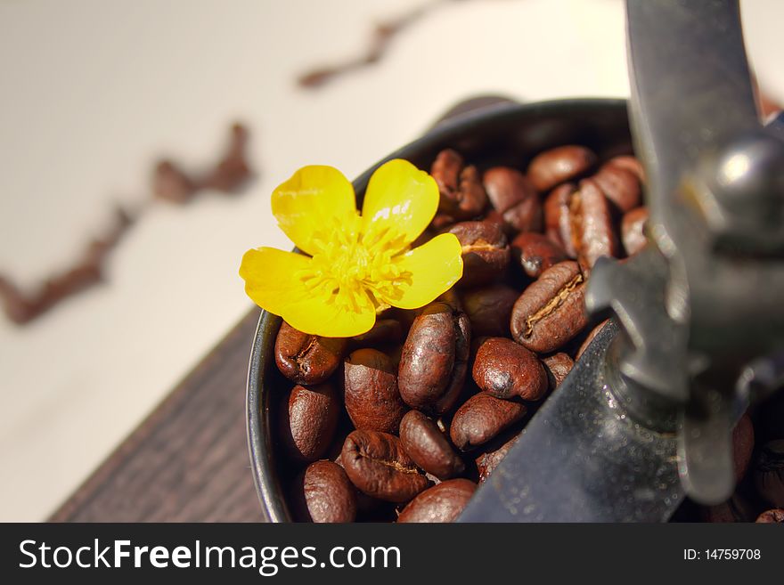 Freshly roasted coffee in a traditional coffee grinder complimented with yellow flower. Freshly roasted coffee in a traditional coffee grinder complimented with yellow flower