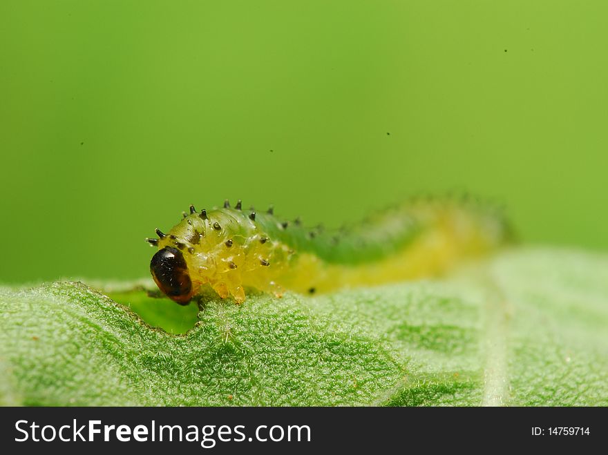 Macro of small caterpillar feeding.