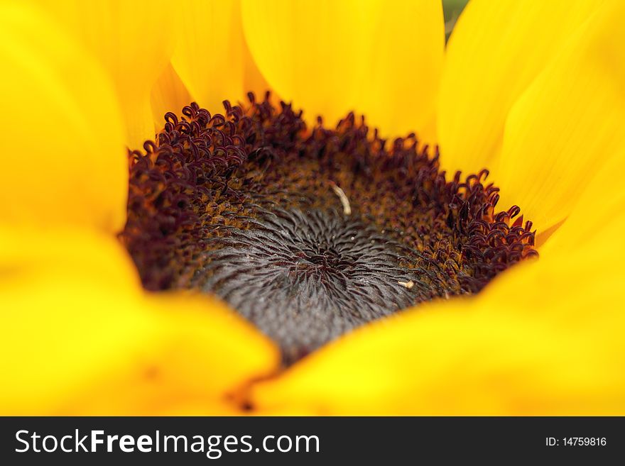 Close up of sunflower in early summer. Close up of sunflower in early summer