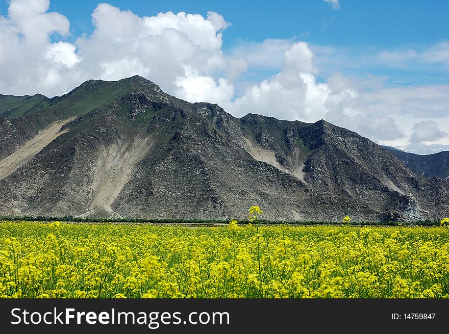 Scenery of blooming rapeseed or oil crop fields at the foot of the mountains in Tibet