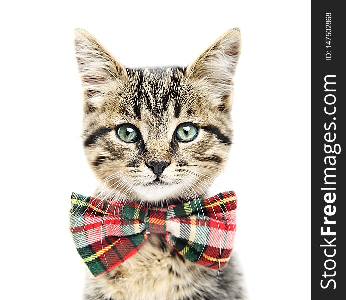 Kitten isolated,cat with bow portrait