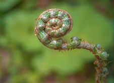Free Ferns Bud In Natural Environment Royalty Free Stock Photos - 147527448