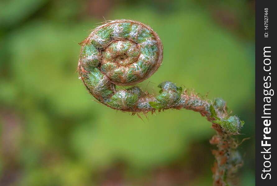 Ferns bud in natural green environment in early spring. close up view. Ferns bud in natural green environment in early spring. close up view