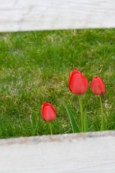 Wood Fence Framed Tulips Royalty Free Stock Photography Wood Fence Framed Tulips Royalty Free Stock Photography