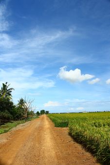 White Cumulus Clouds And A Blue Sky On Paddy Field Stock Images White Cumulus Clouds And A Blue Sky On Paddy Field Stock Images