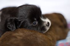 Black Dog Mammal Stock Photography
