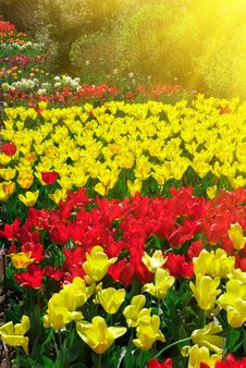 Garden Of Tulips Stock Photo Garden Of Tulips Stock Photo