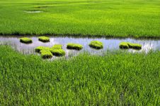 Paddy Field Royalty Free Stock Photography Paddy Field Royalty Free Stock Photography