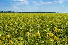 Field Of Sunflowers Stock Images Field Of Sunflowers Stock Images