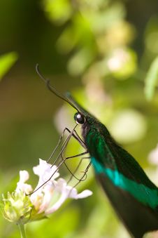 Butterfly Feeding Royalty Free Stock Image Butterfly Feeding Royalty Free Stock Image